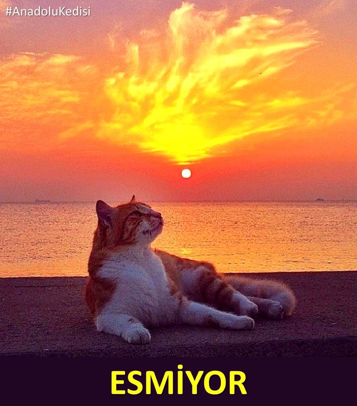 Котенок на берегу моря