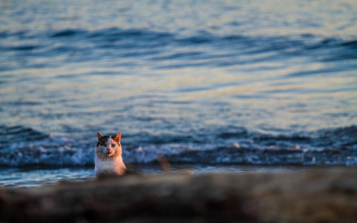 Котик в отпуске
