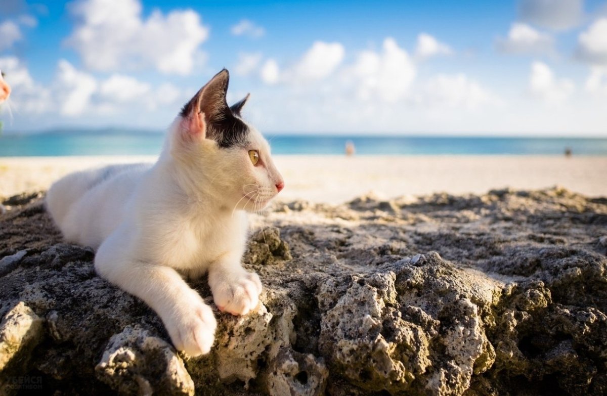 Солнце , море и коты