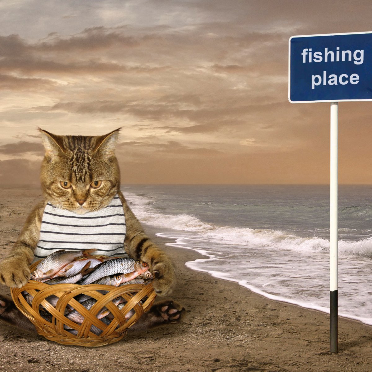 Кот и море солнце