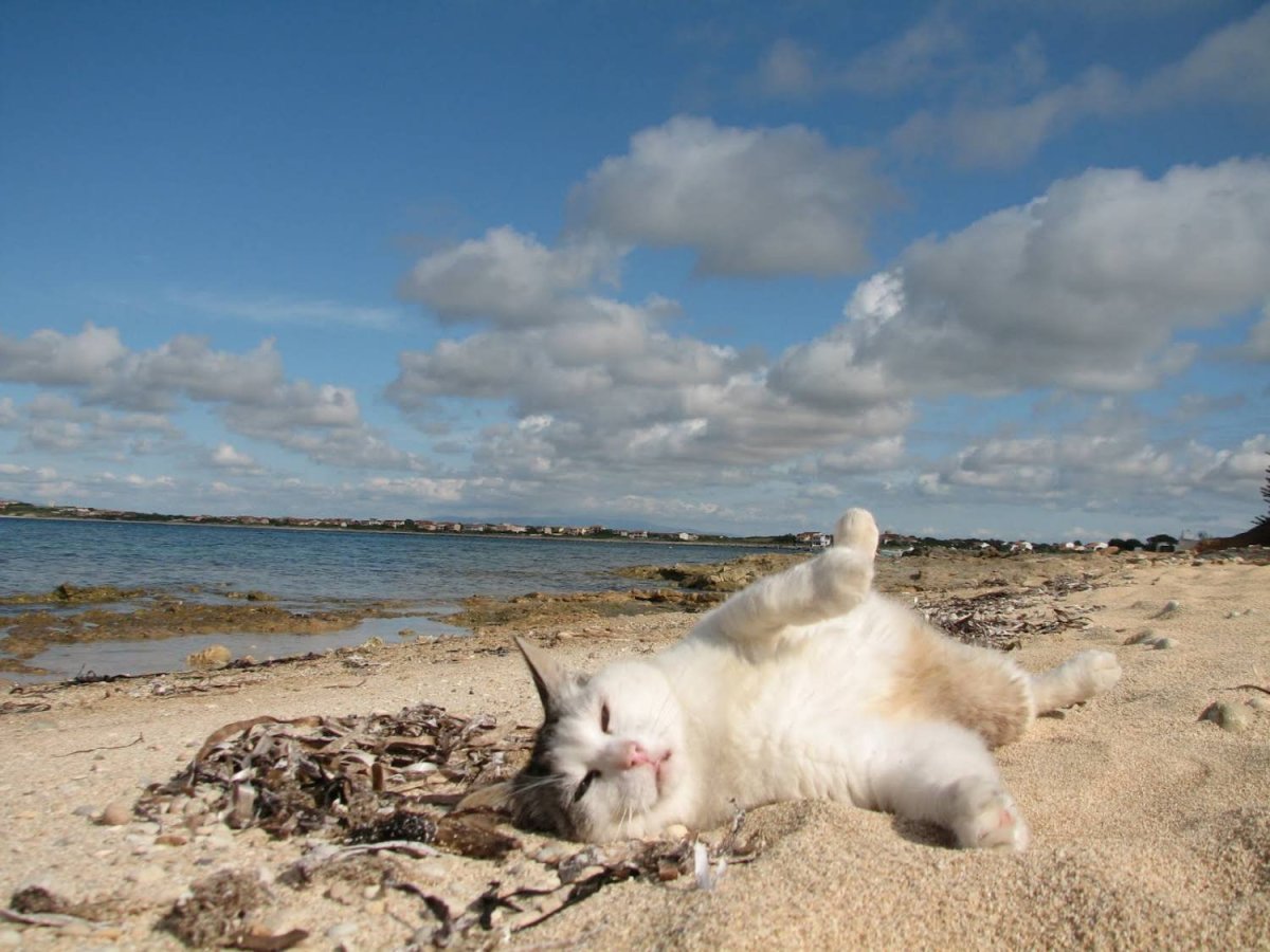 Кот отдыхает