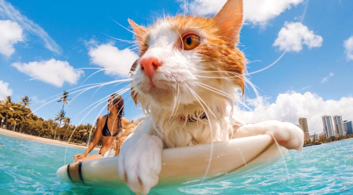 Котенок на море