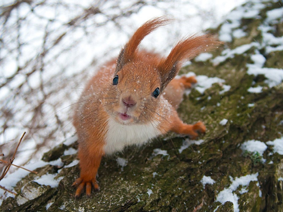 Забавные животные зимой