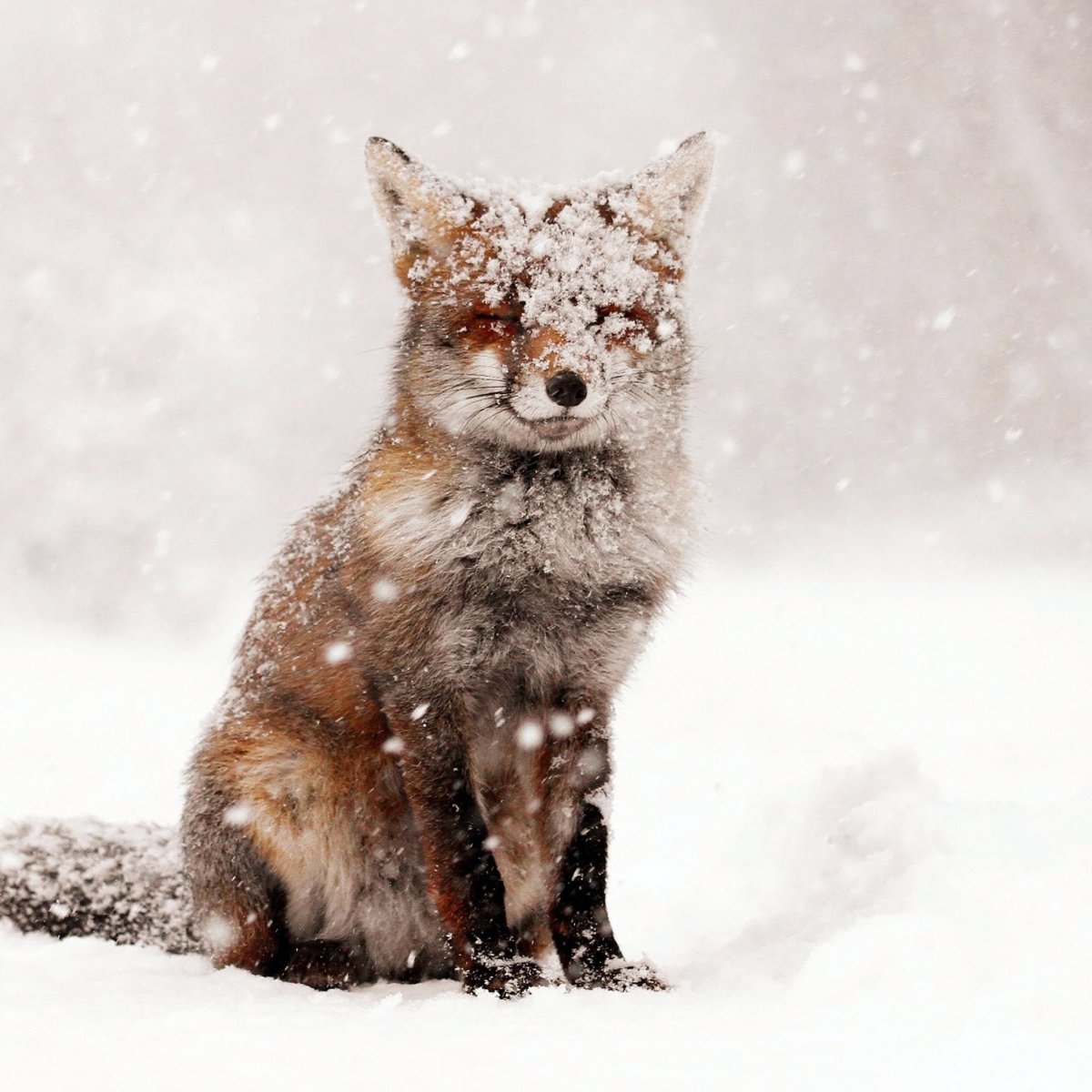 Лисица бежит по снегу