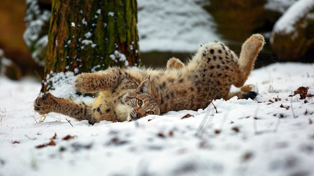 Рысь мышкует