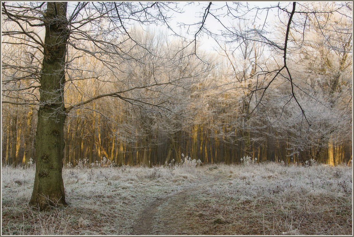 Лес поздней осенью