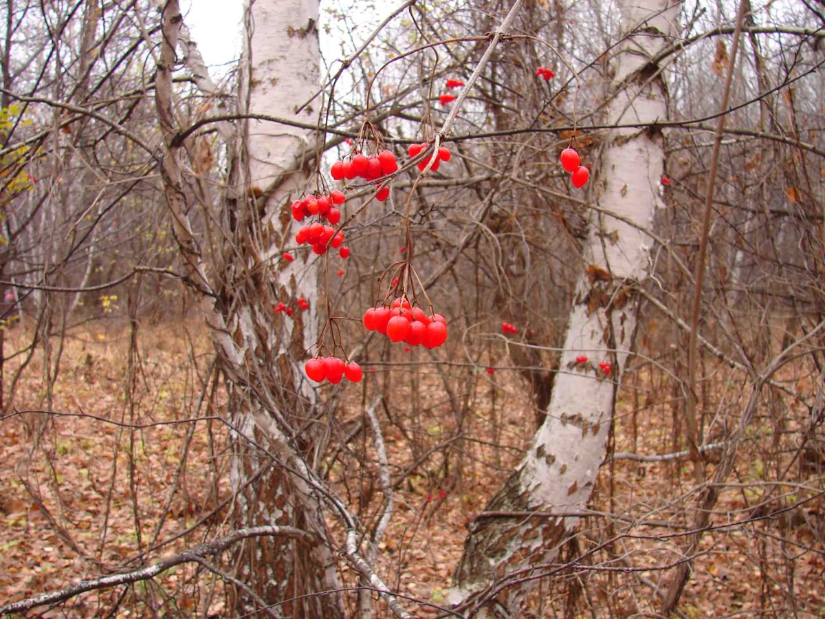 Поздняя осень