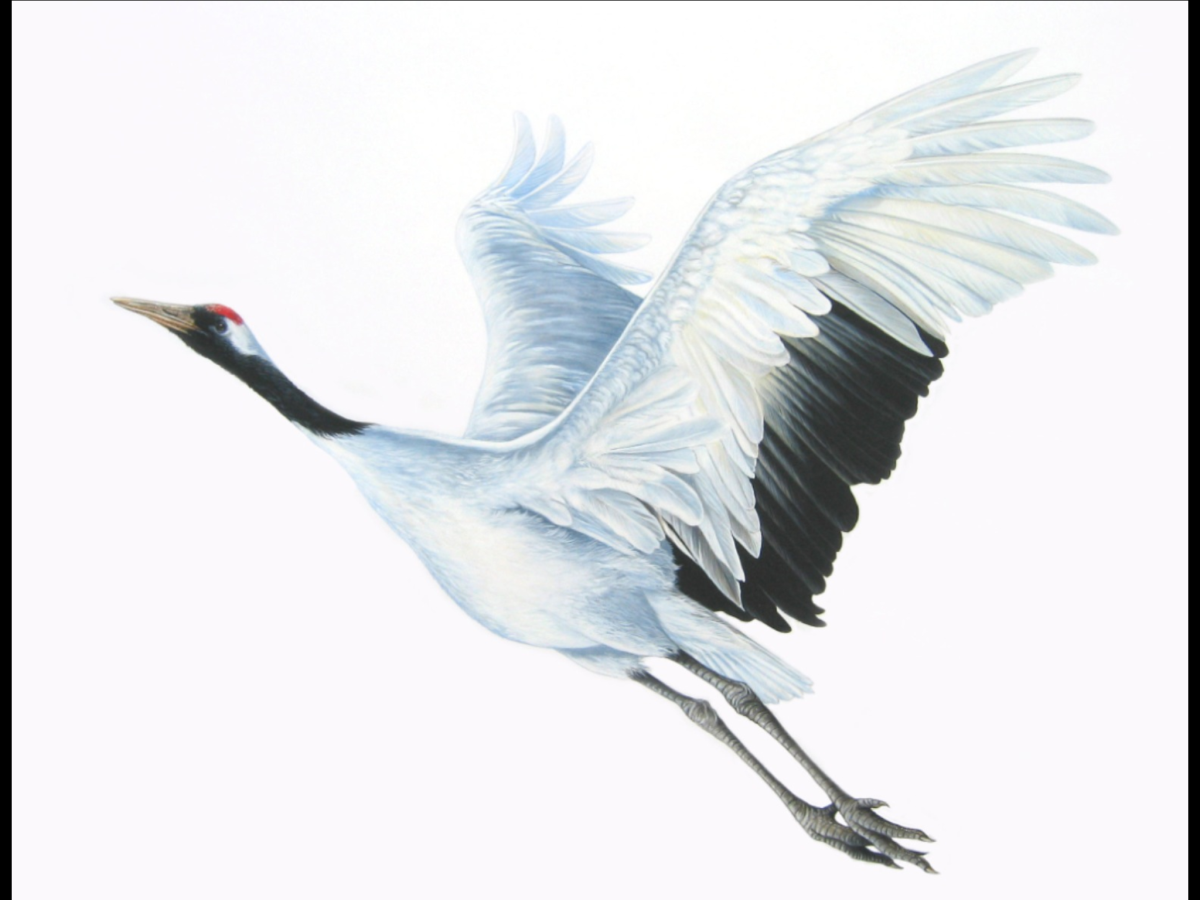 Летят Журавли