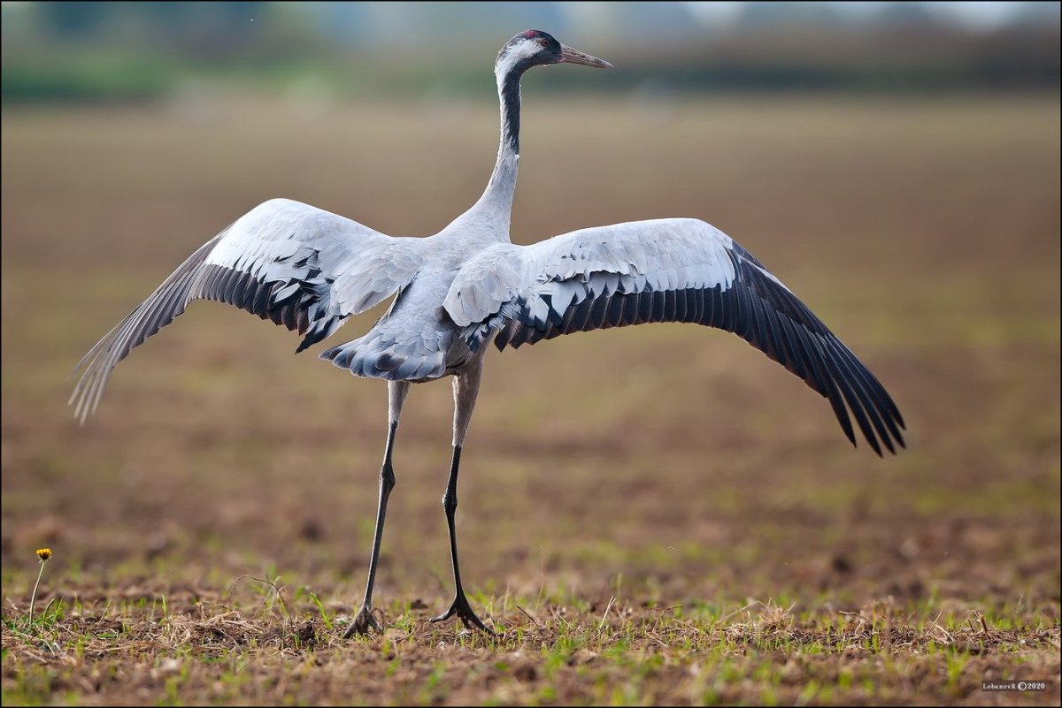 Египетский журавль