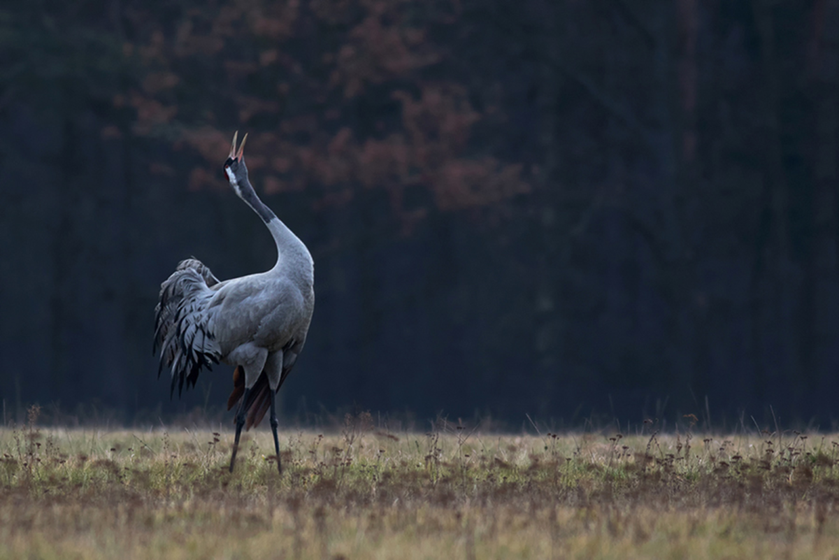 Миграции серого журавля