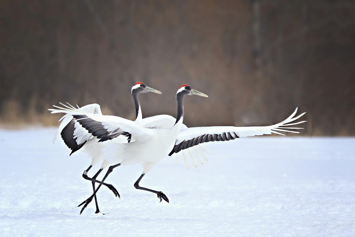 Журавлиный парк хусиро