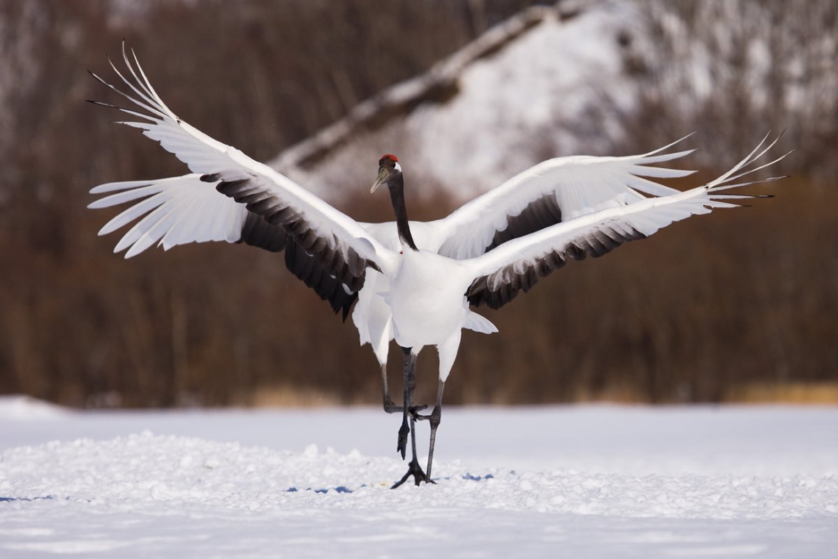 Снежный журавль Геншин