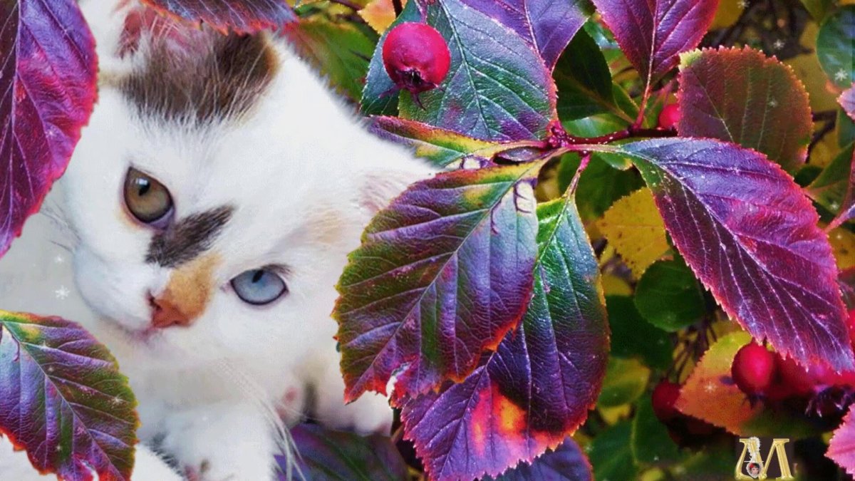 Здравствуй, солнышко