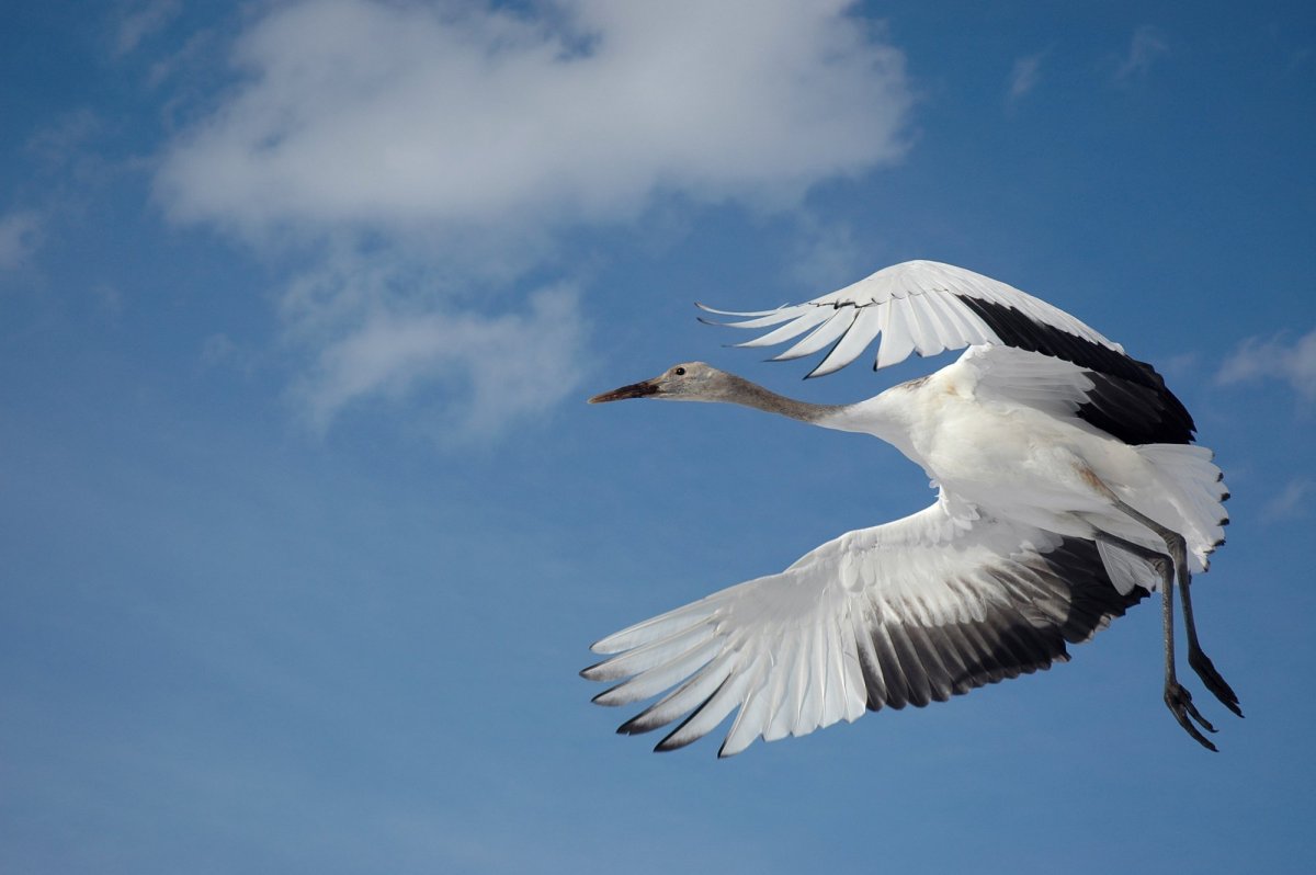 Журавли независимости