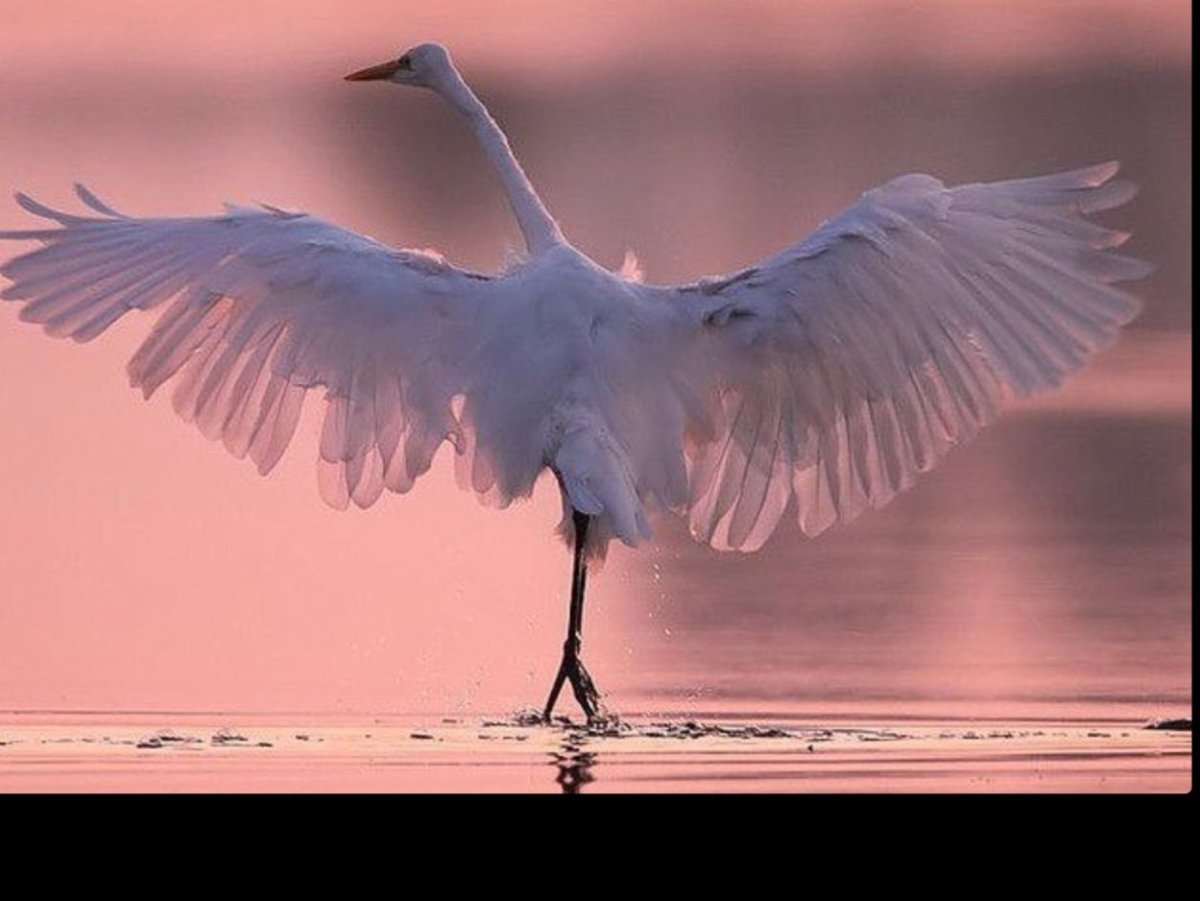 Журавль с расправленными крыльями