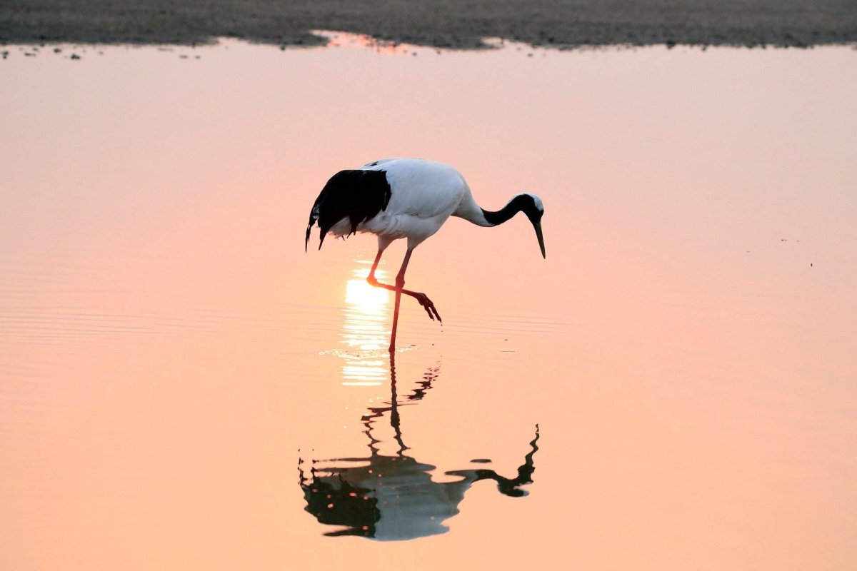 Журавль пьет воду