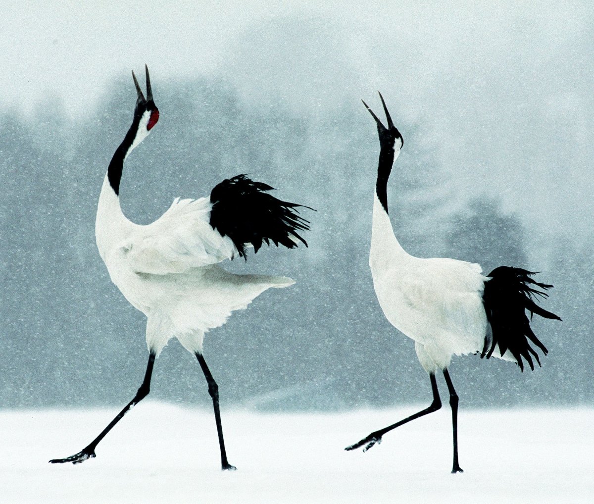 Белый журавль Япония