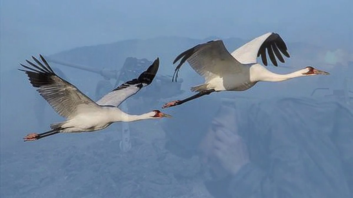 Два аиста в небе