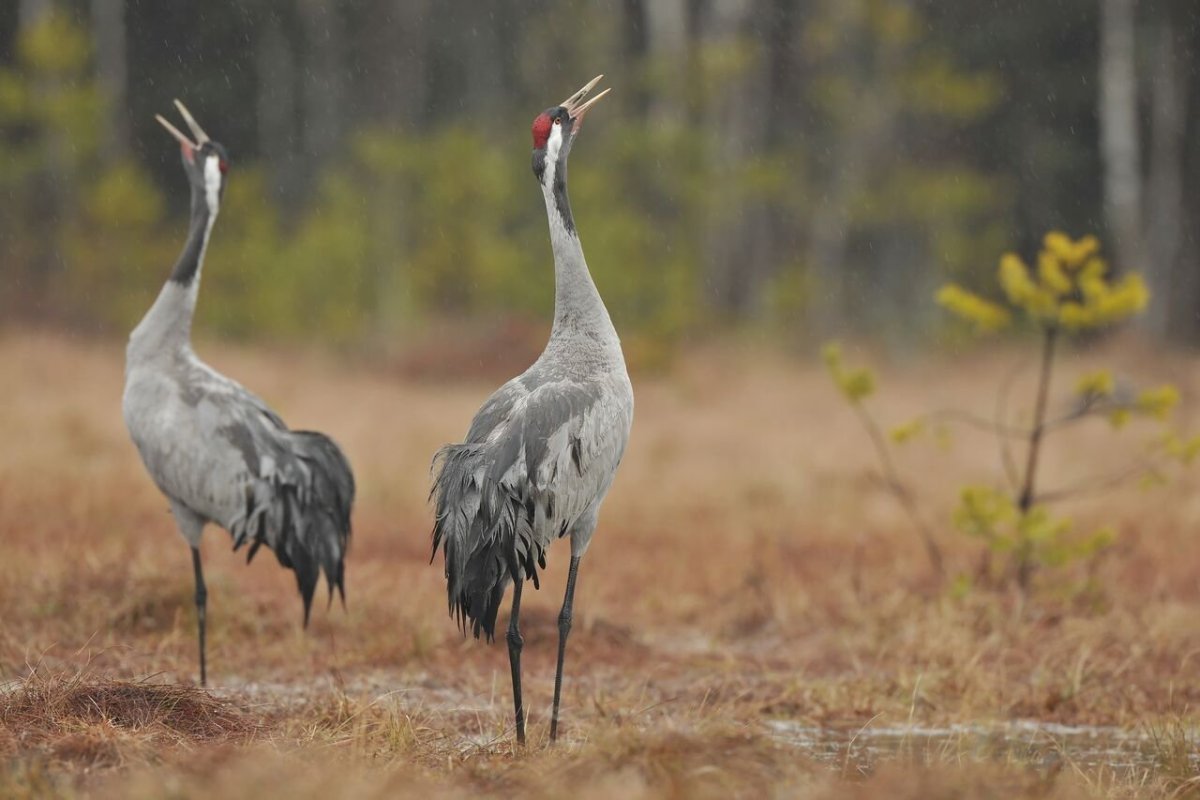 Серый журавль Сибири