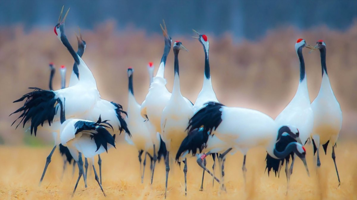 Райская красавка птица