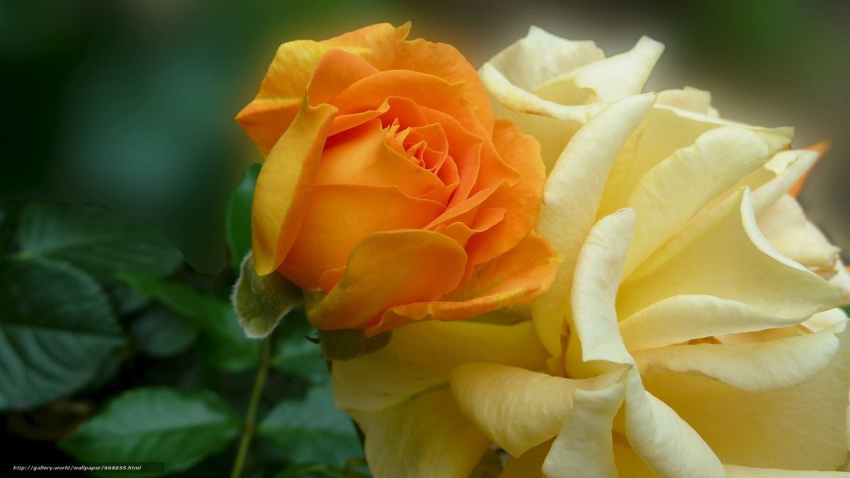 Голдштерн Перл чайно гибридная роза жёлтая