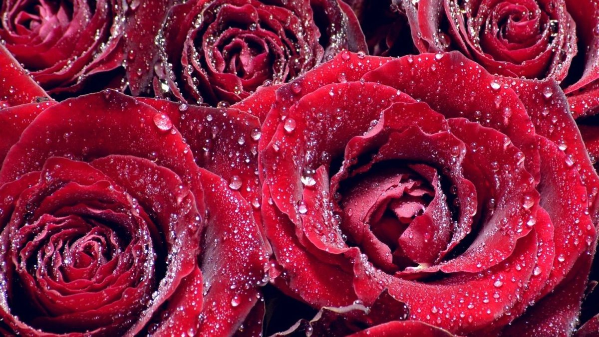 Красные розы фото