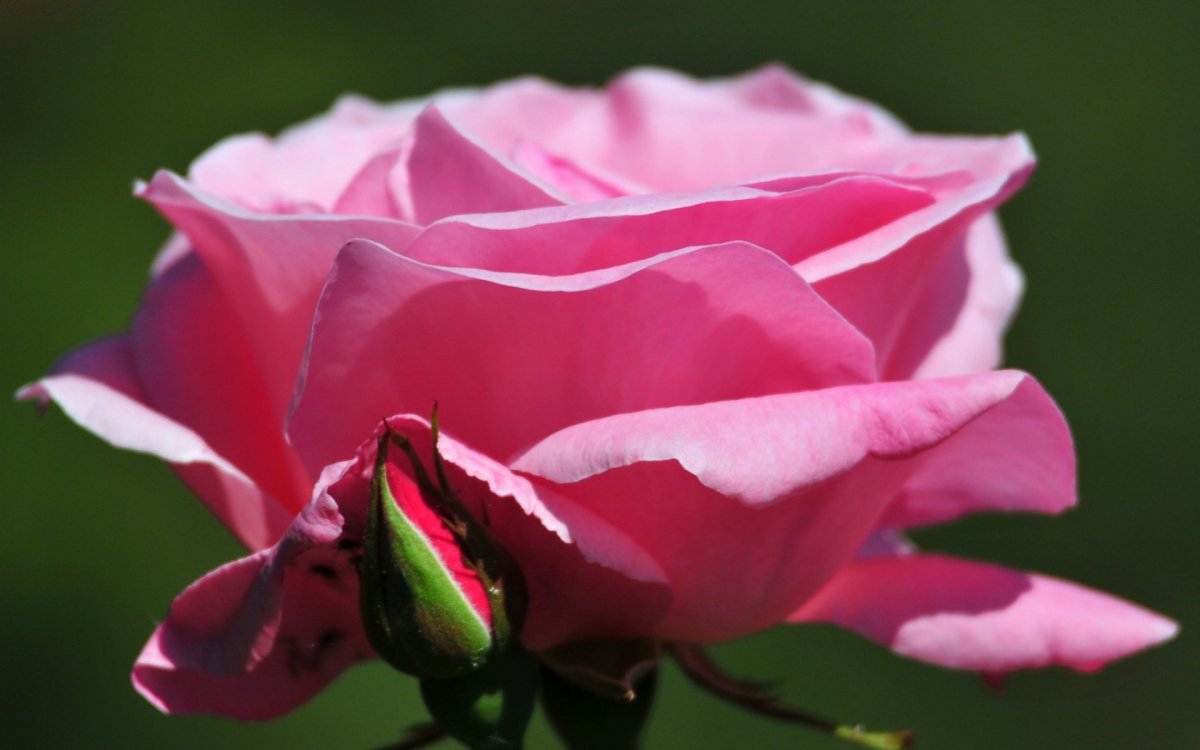 Очень красивые розы на рабочий стол