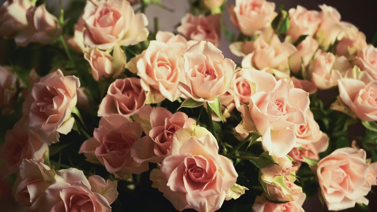 Чайная роза кустовая