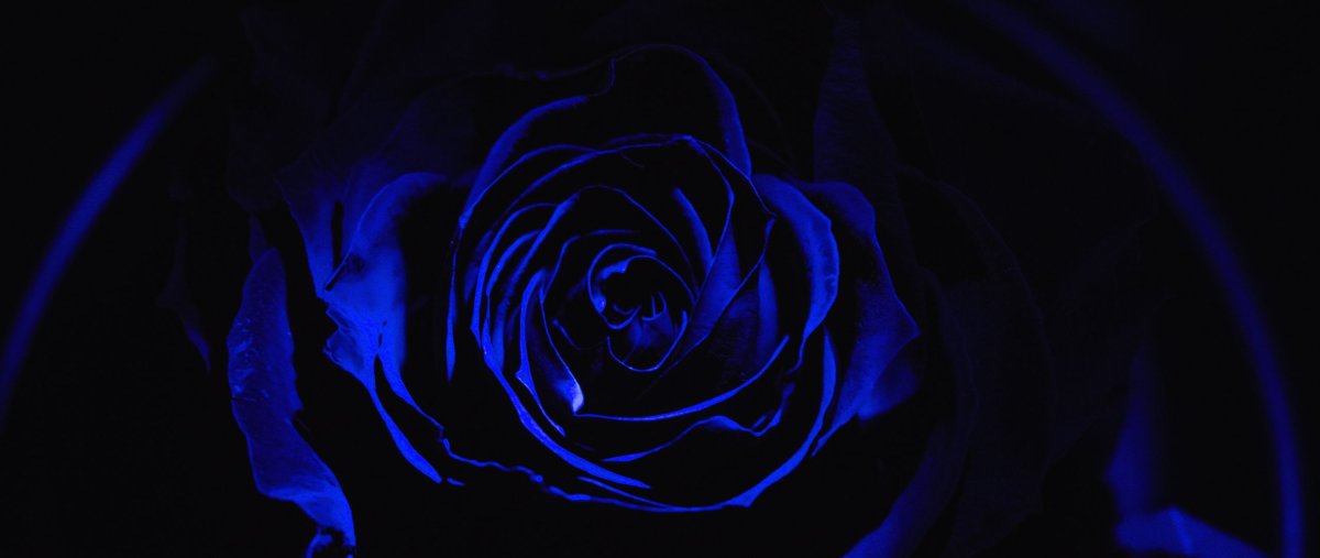 Роза на черном фоне