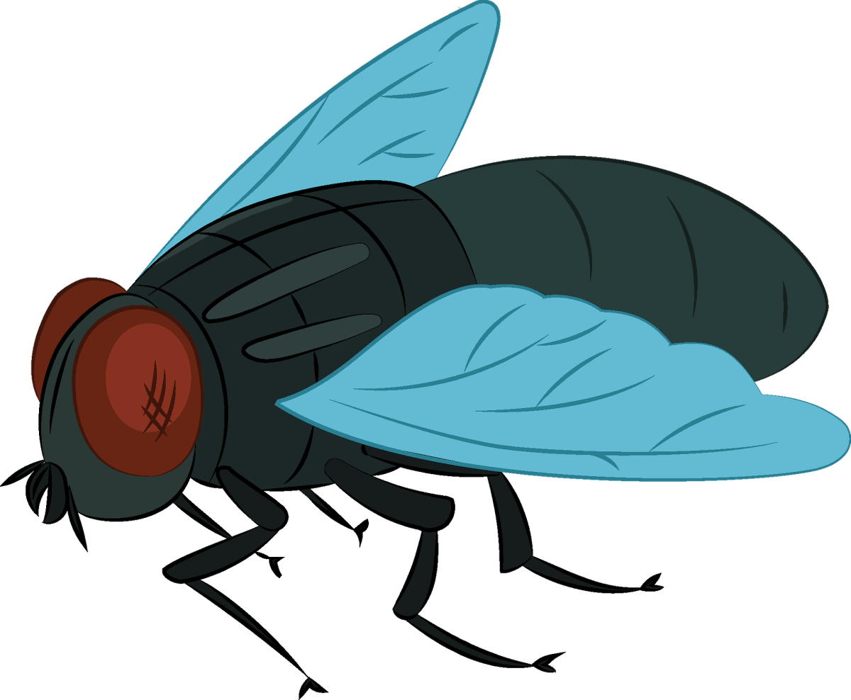 Муха для дошкольников