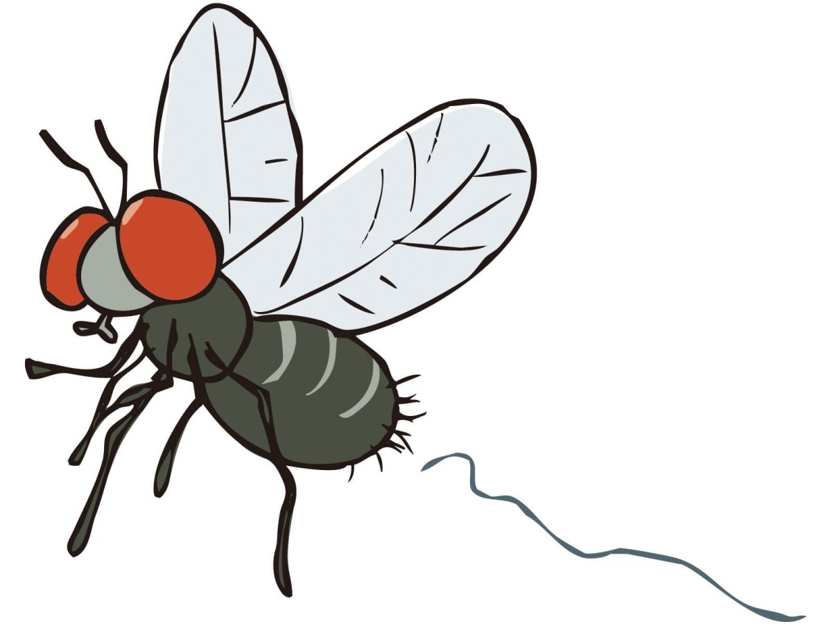 Муха рисунок для детей