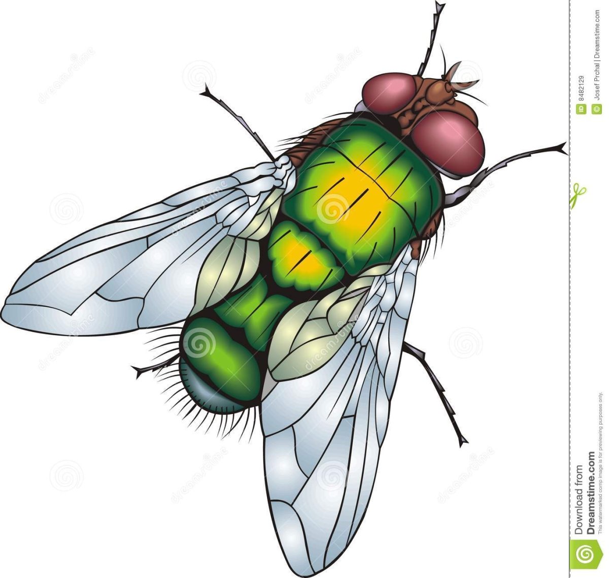 Муха рисунок для детей