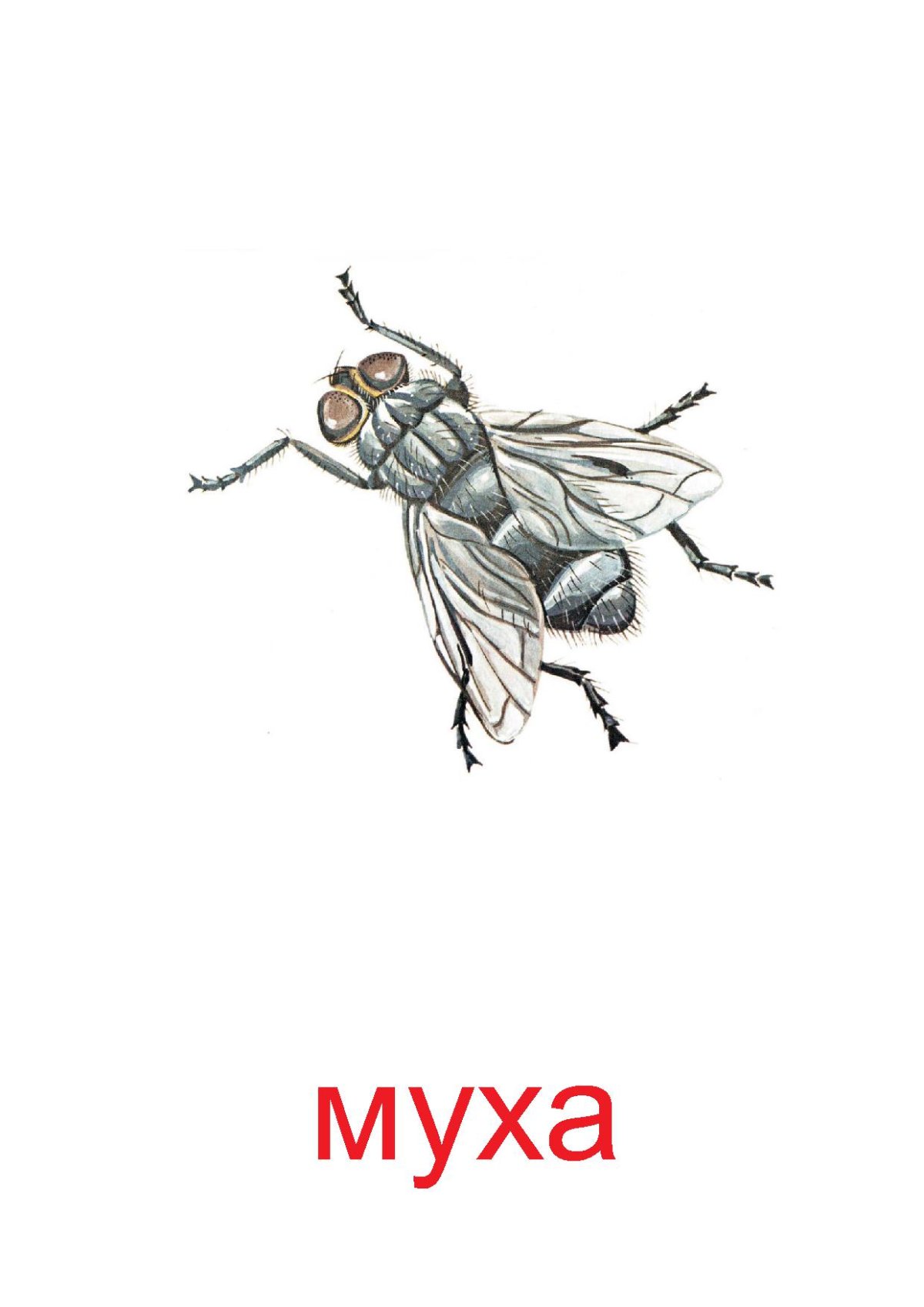 Прикольная Муха рисунок