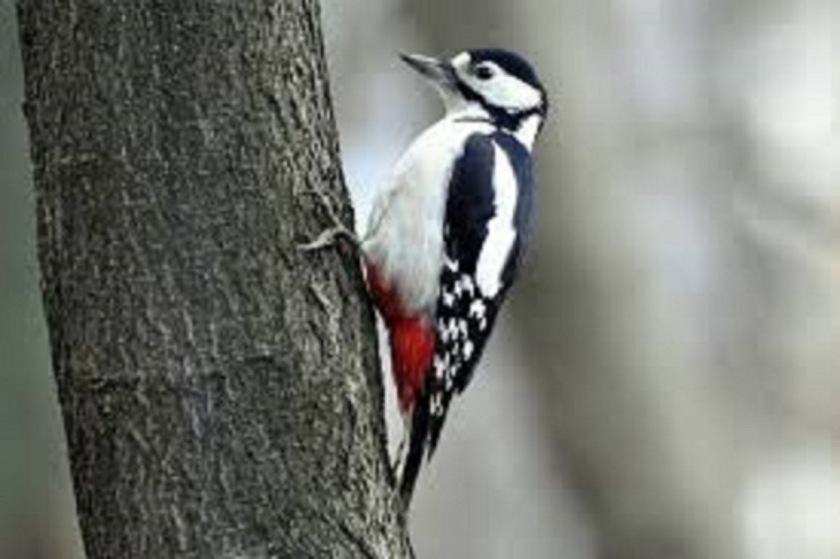 Птица похожая на дятла но без красной шапочки