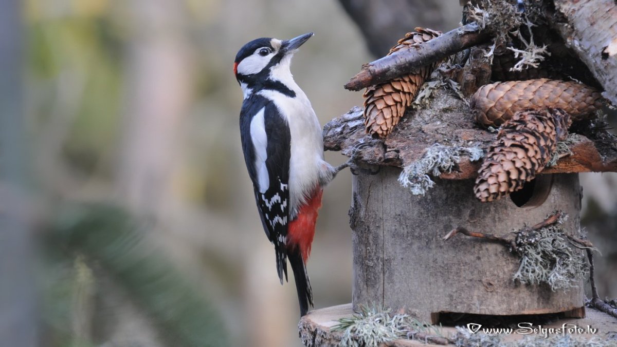 Дятел Лесной доктор