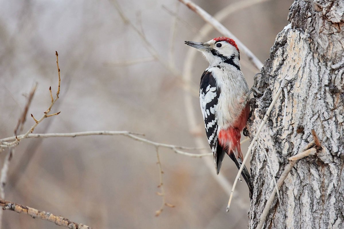 Белоспинный дятел Норвегия