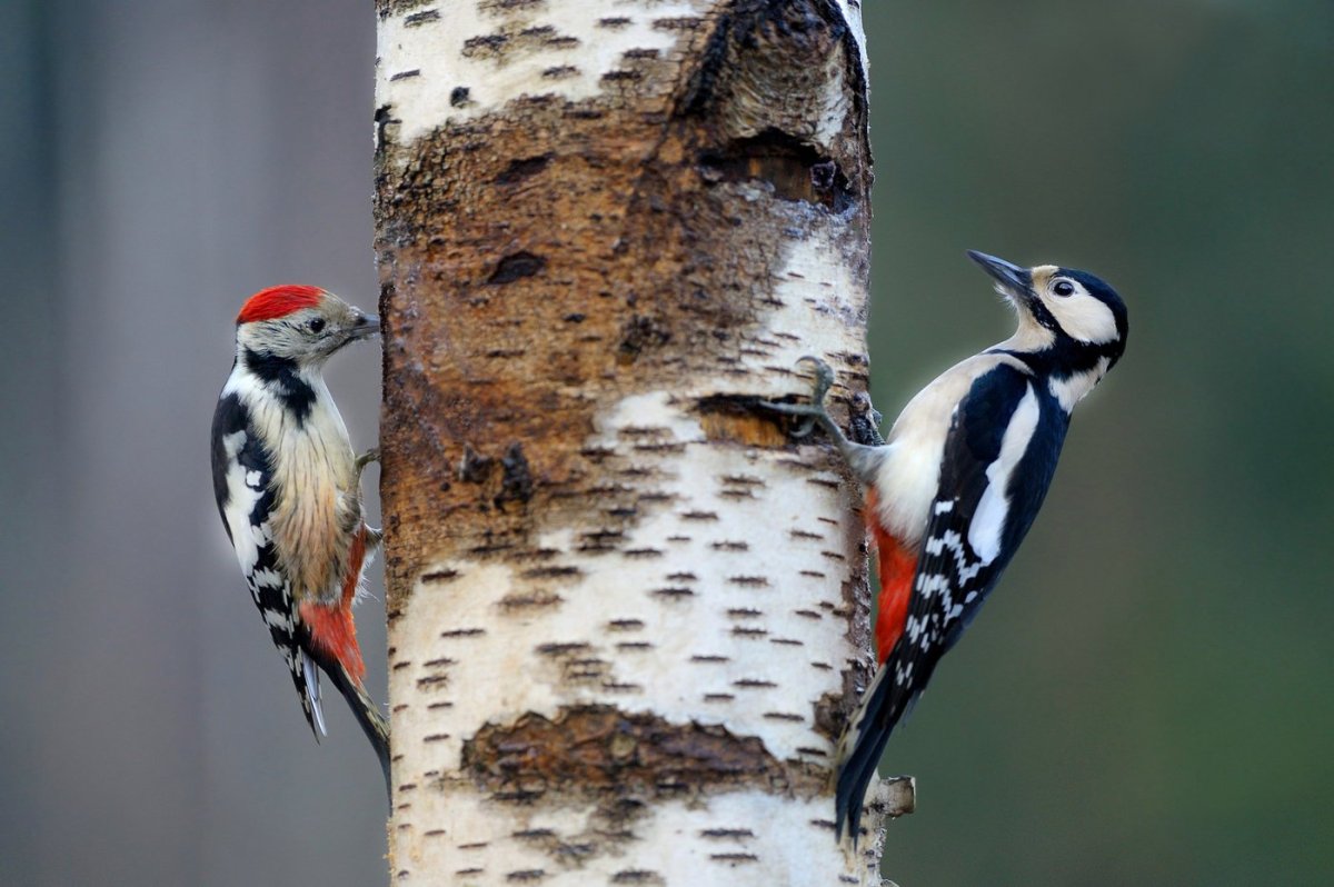 Дятел красногрудый