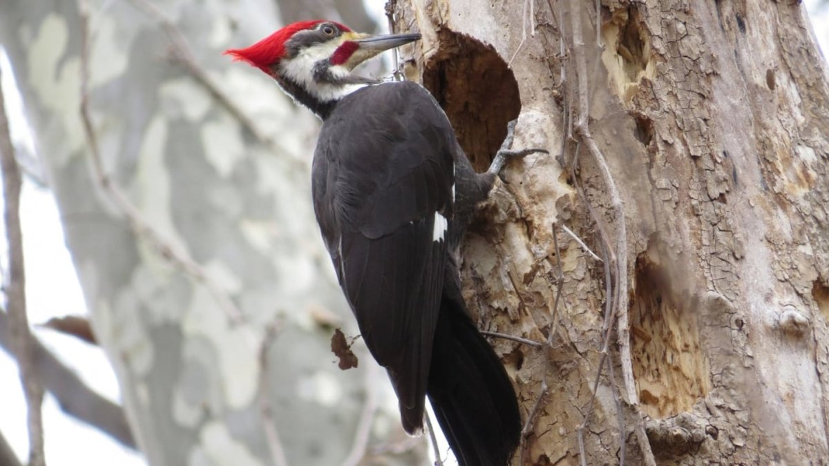 Когти дятла