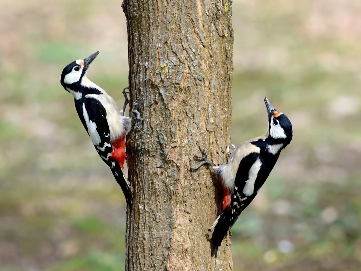 Краснохвостый дятел