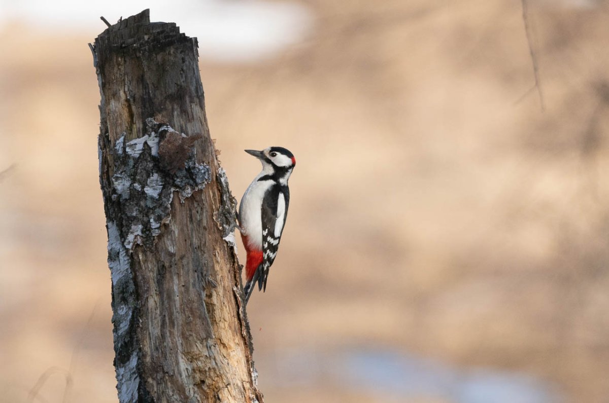 Дятел без фона