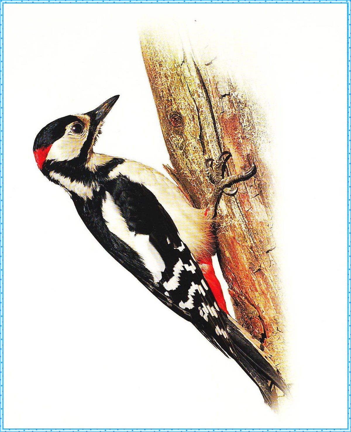 Дятел для детей