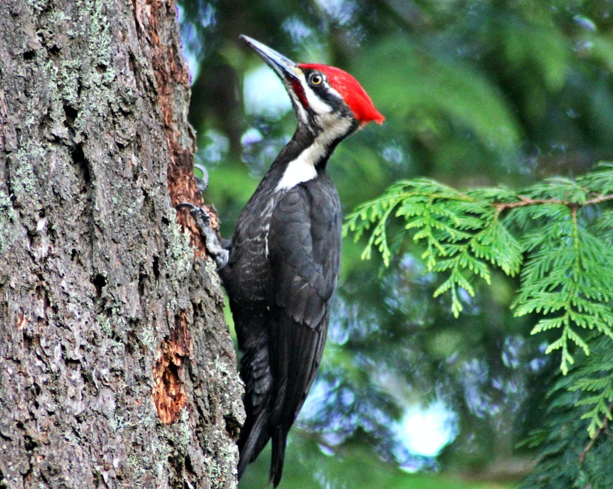 Ушастый дятел