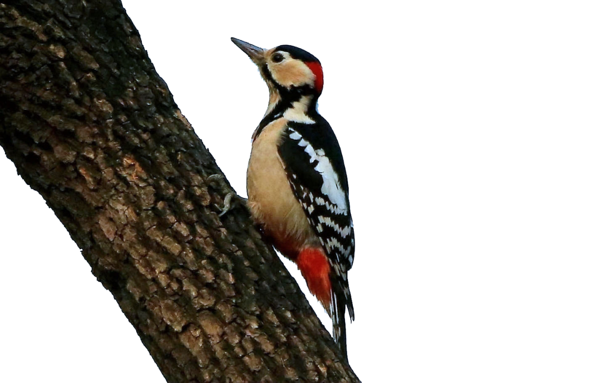 Белоголовый дятел