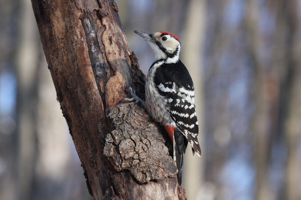 Гнезда белоспинного дятла