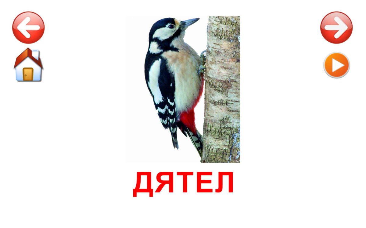 Дятел для детей