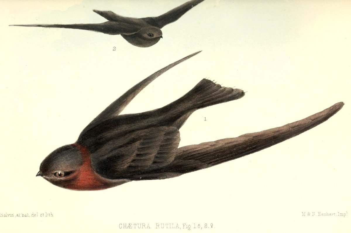 Стриж рисунок