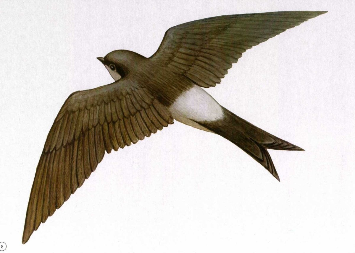 Стрижи мультяшные