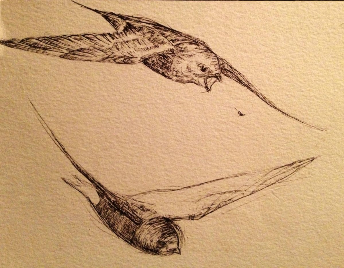 Чарльз Войси ласточки