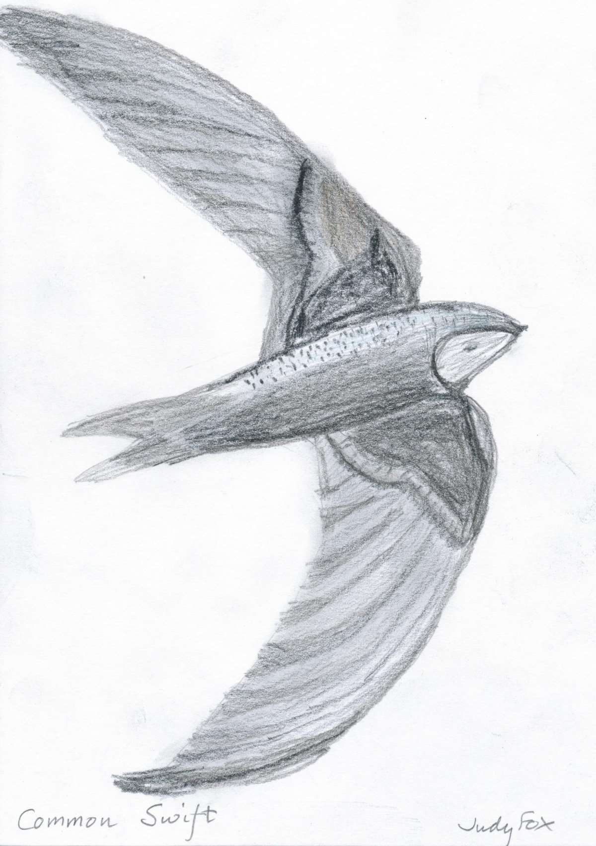 Стриж карандашом