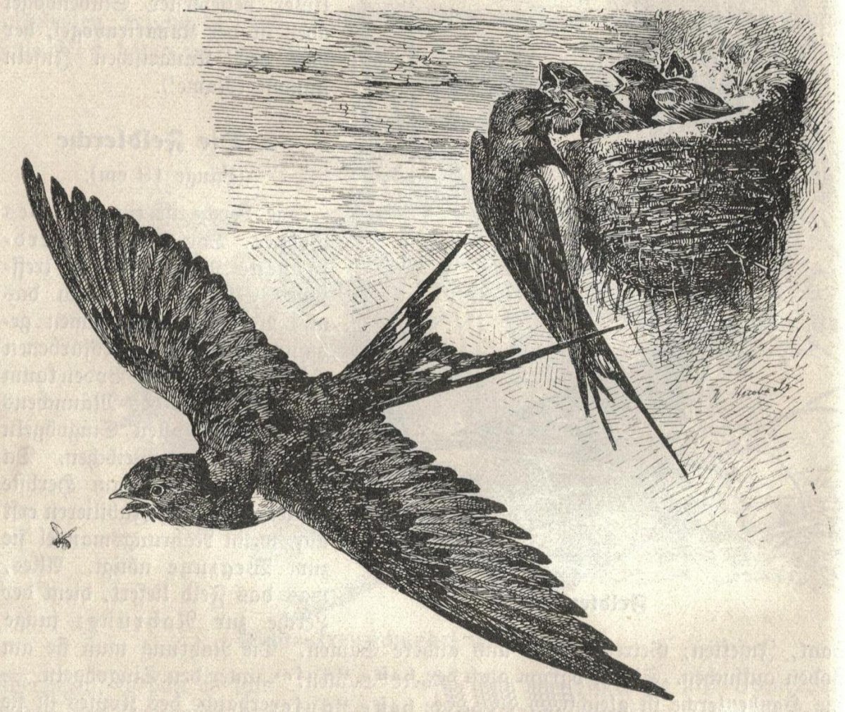 Ласточка референс